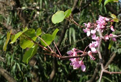 Cercis siliquastrum  (árbol de Judea)